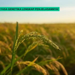 Contoh-Rekayasa-Genetika