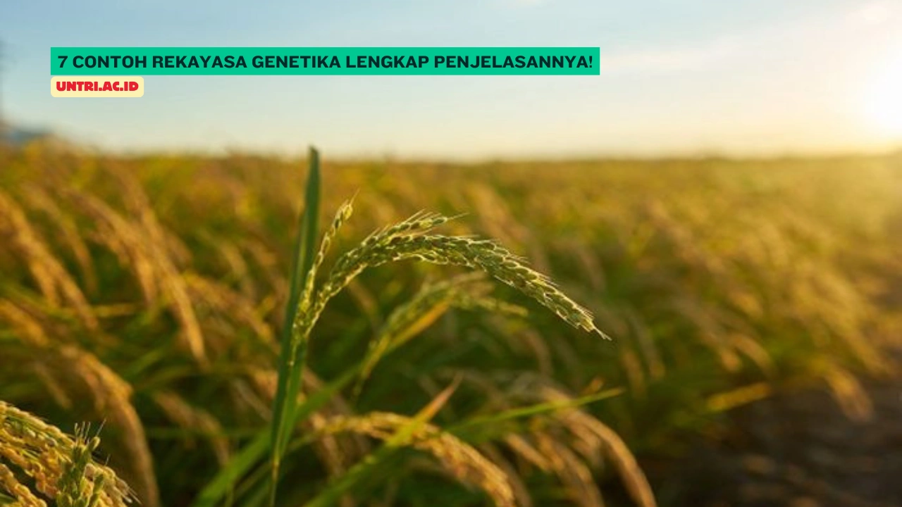 Contoh-Rekayasa-Genetika