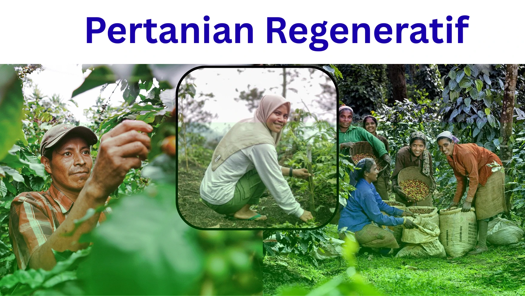Pertanian Regeneratif - untri.ac.id